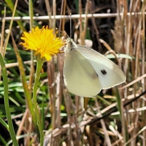 Pieris rapae at Harrison, ACT - 17 Jan 2023 11:46 AM