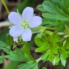 Geranium sp. Pleated sepals (D.E.Albrecht 4707) Vic. Herbarium (Naked Crane's-bill) at Harrison, ACT - 17 Jan 2023 by trevorpreston