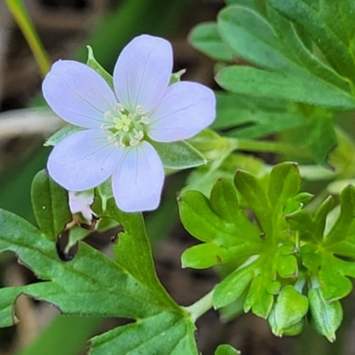 Geranium sp. Pleated sepals (D.E.Albrecht 4707) Vic. Herbarium (Naked Crane's-bill) at Harrison, ACT - 17 Jan 2023 by trevorpreston