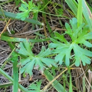 Geranium sp. Pleated sepals (D.E.Albrecht 4707) Vic. Herbarium at Harrison, ACT - 17 Jan 2023