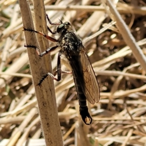 Dolopus rubrithorax at Harrison, ACT - 17 Jan 2023