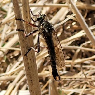 Dolopus rubrithorax (Large Brown Robber Fly) at Harrison, ACT - 17 Jan 2023 by trevorpreston
