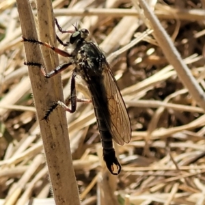 Dolopus rubrithorax at Harrison, ACT - 17 Jan 2023