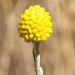 Calocephalus citreus (Lemon Beauty Heads) at Franklin, ACT - 17 Jan 2023 by trevorpreston