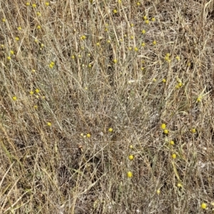 Calocephalus citreus at Franklin, ACT - 17 Jan 2023