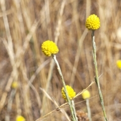 Calocephalus citreus at Franklin, ACT - 17 Jan 2023