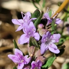 Mentha diemenica (Wild Mint, Slender Mint) at Budjan Galindji (Franklin Grassland) Reserve - 17 Jan 2023 by trevorpreston