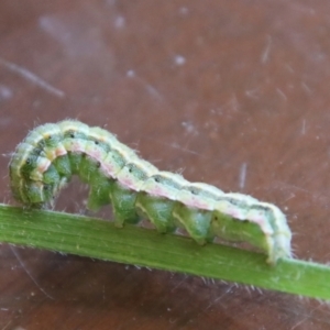 Heliocheilus (genus) at Hughes, ACT - 17 Jan 2023