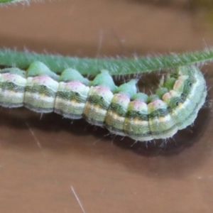 Heliocheilus (genus) at Hughes, ACT - 17 Jan 2023