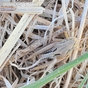 Praxibulus sp. (genus) at Harrison, ACT - 17 Jan 2023