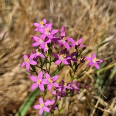 Centaurium erythraea (Common Centaury) at Budjan Galindji (Franklin Grassland) Reserve - 17 Jan 2023 by trevorpreston