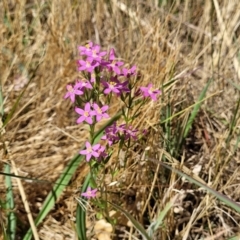 Centaurium erythraea at Harrison, ACT - 17 Jan 2023 11:25 AM