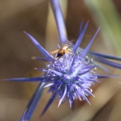 Eryngium ovinum (Blue Devil) at Federal Golf Course - 17 Jan 2023 by LisaH