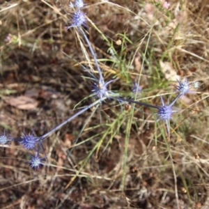 Eryngium ovinum at Red Hill, ACT - 17 Jan 2023