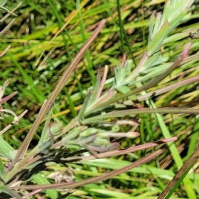 Epilobium hirtigerum (Hairy Willowherb) at Budjan Galindji (Franklin Grassland) Reserve - 17 Jan 2023 by trevorpreston