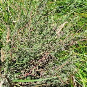 Epilobium hirtigerum at Harrison, ACT - 17 Jan 2023