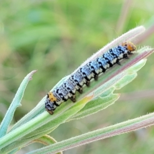 Phalaenoides tristifica at Harrison, ACT - 17 Jan 2023