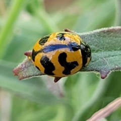 Coccinella transversalis (Transverse Ladybird) at Budjan Galindji (Franklin Grassland) Reserve - 17 Jan 2023 by trevorpreston