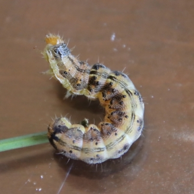 Helicoverpa (genus) (A bollworm) at Mongarlowe River - 17 Jan 2023 by LisaH