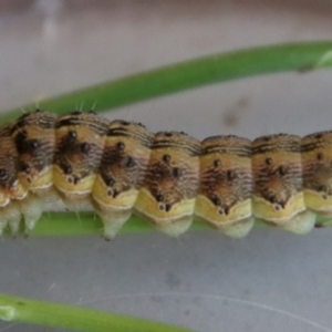 Helicoverpa (genus) at Mongarlowe, NSW - 17 Jan 2023