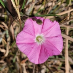 Convolvulus angustissimus (Pink Bindweed) at Budjan Galindji (Franklin Grassland) Reserve - 17 Jan 2023 by trevorpreston