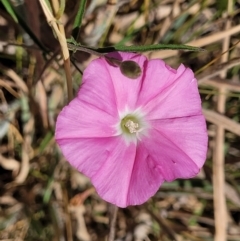 Convolvulus angustissimus at Harrison, ACT - 17 Jan 2023