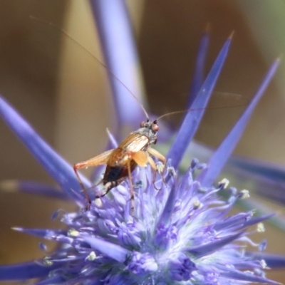 Trigonidium sp. (genus) (A Sword-tail Cricket) at Red Hill, ACT - 16 Jan 2023 by LisaH