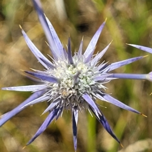 Eryngium ovinum at Harrison, ACT - 17 Jan 2023 11:18 AM