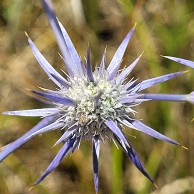 Eryngium ovinum (Blue Devil) at Harrison, ACT - 17 Jan 2023 by trevorpreston