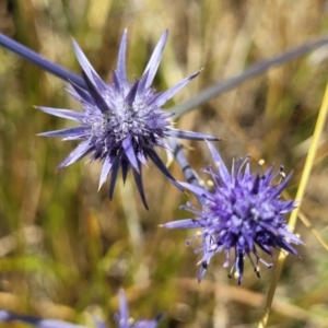 Eryngium ovinum at Harrison, ACT - 17 Jan 2023 11:18 AM