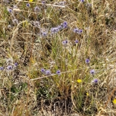 Eryngium ovinum at Harrison, ACT - 17 Jan 2023