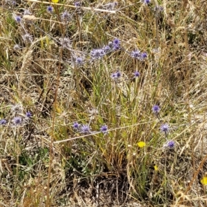 Eryngium ovinum at Harrison, ACT - 17 Jan 2023 11:18 AM