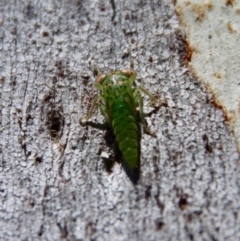 Eurybrachidae (family) (Unidentified planthopper) at Hughes, ACT - 17 Jan 2023 by LisaH