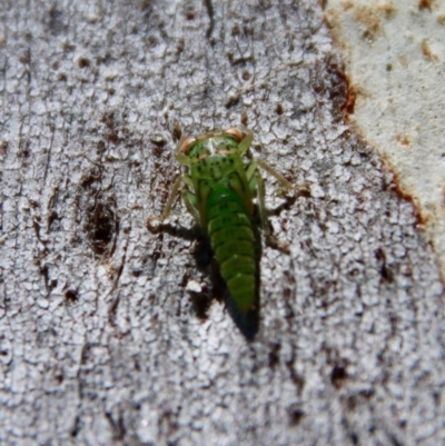 Eurybrachidae (family) (Unidentified planthopper) at Hughes, ACT - 16 Jan 2023 by LisaH