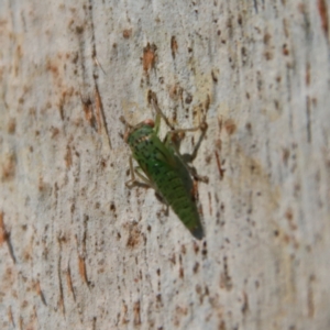 Eurybrachidae (family) at Hughes, ACT - 17 Jan 2023