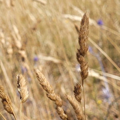 Dactylis glomerata (Cocksfoot) at Harrison, ACT - 17 Jan 2023 by trevorpreston