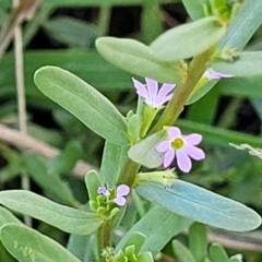 Lythrum hyssopifolia (Small Loosestrife) at Budjan Galindji (Franklin Grassland) Reserve - 17 Jan 2023 by trevorpreston