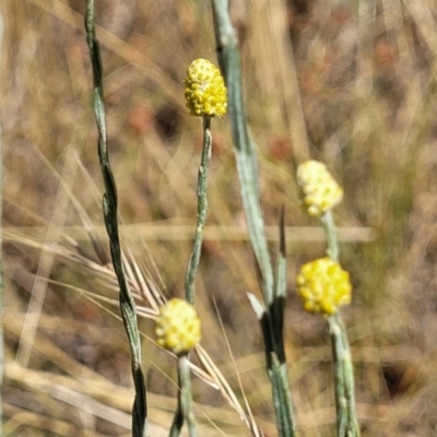 Calocephalus citreus (Lemon Beauty Heads) at Budjan Galindji (Franklin Grassland) Reserve - 17 Jan 2023 by trevorpreston