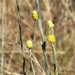 Calocephalus citreus at Harrison, ACT - 17 Jan 2023