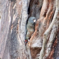 Callocephalon fimbriatum (Gang-gang Cockatoo) at Hughes, ACT - 16 Jan 2023 by LisaH