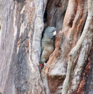 Callocephalon fimbriatum at Hughes, ACT - suppressed