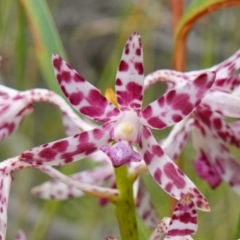 Dipodium variegatum (Blotched Hyacinth Orchid) at Jerrawangala, NSW - 11 Jan 2023 by RobG1