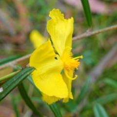 Xyris operculata (Tall Yellow-eye) at Jerrawangala, NSW - 11 Jan 2023 by RobG1