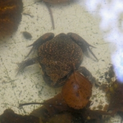 Unidentified Frog at Burradoo, NSW - 4 Jan 2023 by GlossyGal