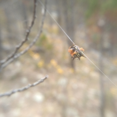 Austracantha minax (Christmas Spider, Jewel Spider) at Cooma, NSW - 16 Jan 2023 by mahargiani