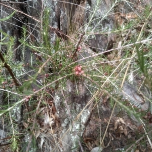 Dillwynia sp. at Cooma, NSW - 16 Jan 2023