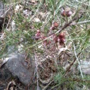 Dillwynia sp. at Cooma, NSW - 16 Jan 2023