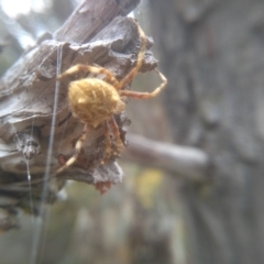 Salsa fuliginata (Sooty Orb-weaver) at Cooma, NSW - 16 Jan 2023 by mahargiani