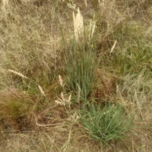 Holcus lanatus at Cooma, NSW - 16 Jan 2023