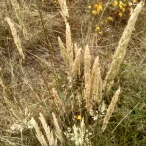 Holcus lanatus at Cooma, NSW - 16 Jan 2023